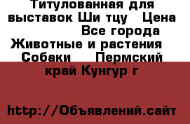 Титулованная для выставок Ши-тцу › Цена ­ 100 000 - Все города Животные и растения » Собаки   . Пермский край,Кунгур г.